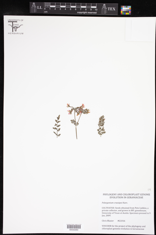 Pelargonium crassipes image