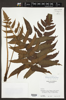 Image of Diplazium urticifolium