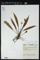 Image of Anthurium antioquiense