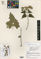 Montanoa tomentosa subsp. tomentosa image