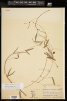 Galactia longifolia image