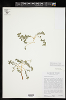 Euphorbia innocua image