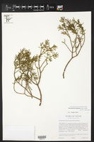 Phoradendron bolleanum image