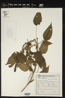 Acalypha subviscida image