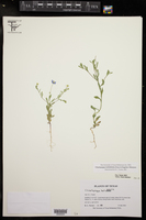 Chaetopappa bellidifolia image