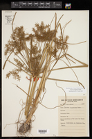 Cyperus digitatus image