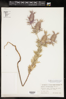 Eryngium leavenworthii image