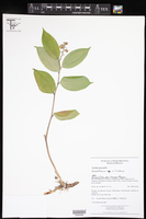 Image of Maianthemum scilloideum