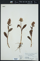 Orchis aristata image