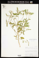 Croton texensis var. utahensis image