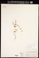 Drymaria gracilis image