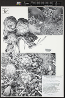 Mammillaria saboae image