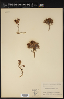 Oxycoccus palustris image