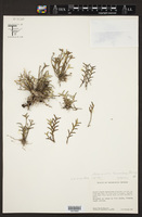 Jacquiniella leucomelana image
