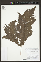 Image of Tectaria camerooniana