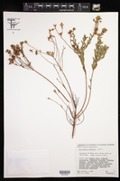 Phyllanthus calycinus image