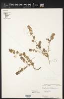 Chamaesyce velleriflora image