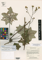 Critonia hebebotrya image
