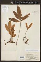Pleopeltis muenchii image