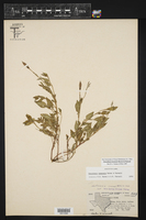 Oenothera texensis image