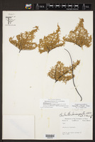 Cheilanthes pellaeopsis image