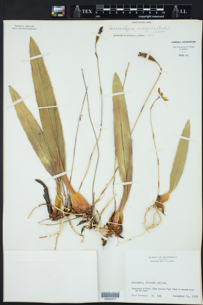 Maxillaria lineolata image