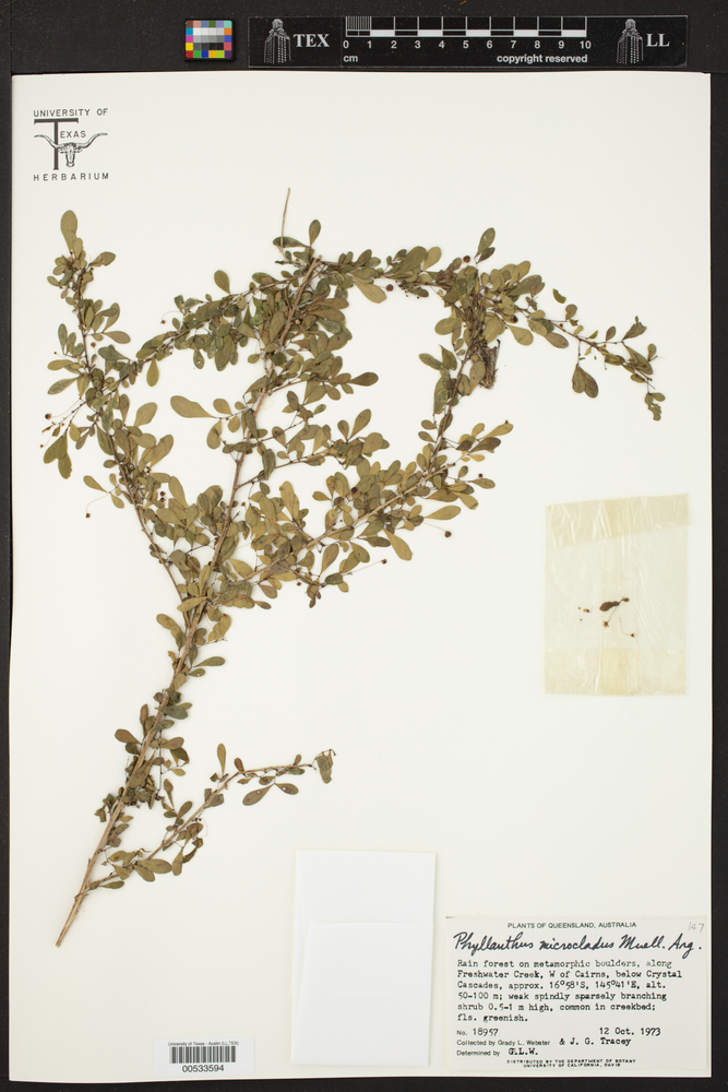 Phyllanthus microcladus image