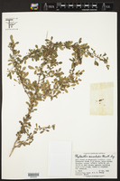 Image of Phyllanthus microcladus