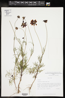 Thelesperma burridgeanum image