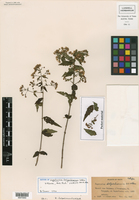 Koanophyllon delpechianum image