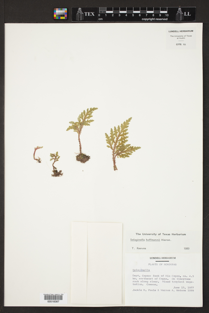 Selaginella hoffmannii image