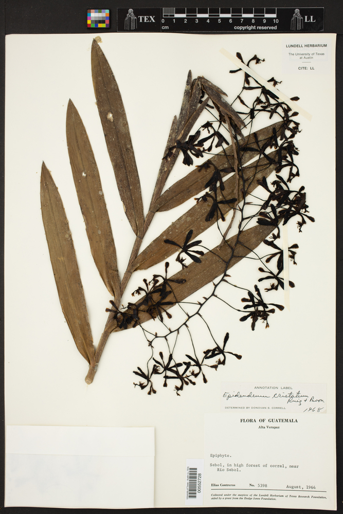 Epidendrum cristatum image