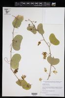 Passiflora yucatanensis image