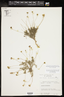 Thymophylla pentachaeta image