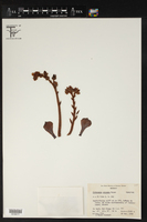 Echeveria ciliata image