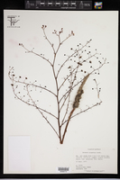 Image of Drosera gigantea
