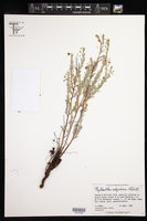 Phyllanthus calycinus image