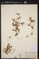 Cyclanthera stenura image