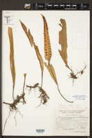 Pleopeltis conzattii image