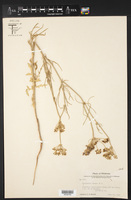 Eurytaenia texana image