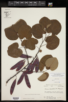 Cercis canadensis var. texensis image