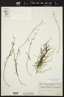 Funastrum heterophyllum image