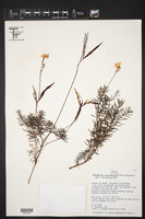 Image of Mandevilla myriophyllum