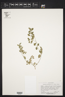 Euphorbia macropus image