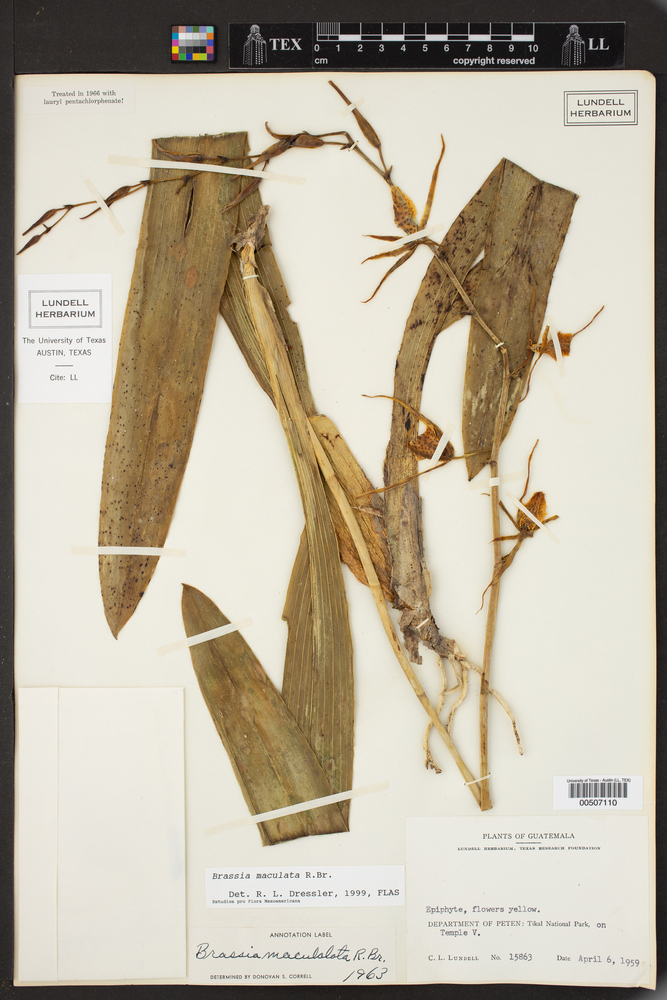 Brassia maculata image