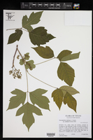 Toxicodendron radicans subsp. eximium image