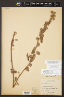 Waltheria rotundifolia image