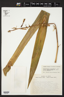 Beschorneria yuccoides image