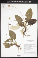 Image of Chaptalia estribensis