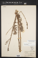 Oenothera cinerea image
